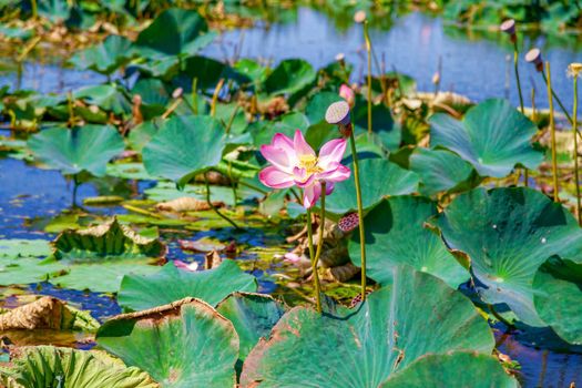 Flowers and lotus leaves among a large lake in the Krasnodar region, Russia.