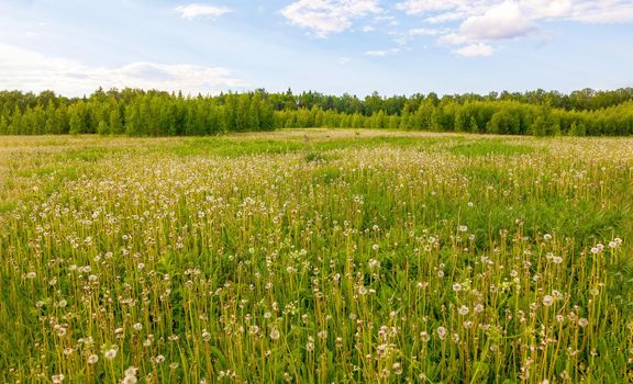 Yellow dandelions. Bright, juicy dandelion flowers against the background of green spring meadows in late May.