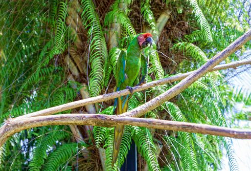 In the middle of the jungle, on a branch sits a beautiful big parrot. Wildlife concept.