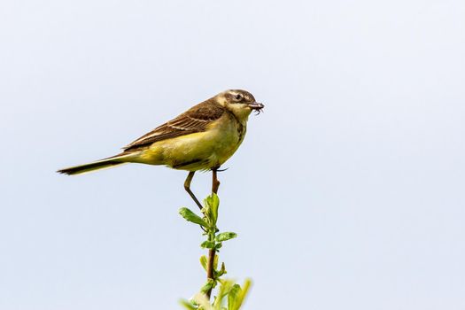 The bird sits on a twig and holds an insect in its beak. Wildlife concept. Russia Moscow region.