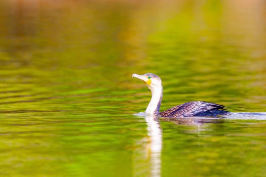 Waterfowl.Double Crested Cormorant.Phalacrocorax auritus.Kenya, a national park. Photo safari Wildlife concept