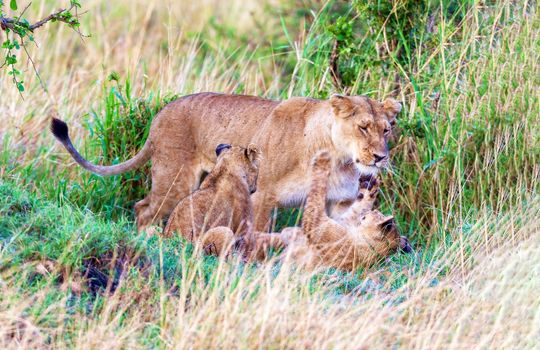 In the thick grass, a lioness plays with her kittens. Photo safari, Kenya National Park. Wildlife concept.