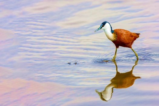 A small bird on long legs walks through the water and hunts for fish. Kenya, a national park. Wild nature.