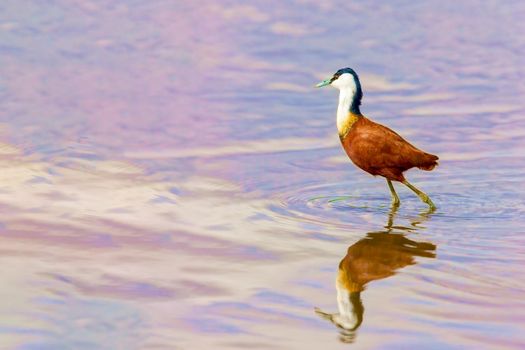 A small bird on long legs walks through the water and hunts for fish. Kenya, a national park. Wild nature.