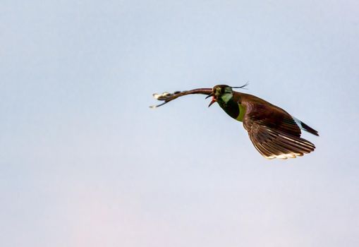 Lapwing flies against the blue sky. Russia. Moscow region. Wildlife concept.