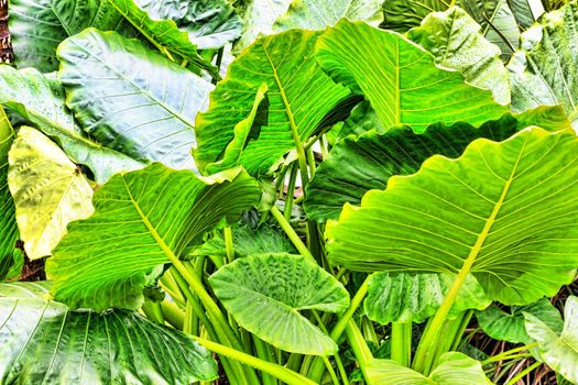 Succulent leaves and thick stalks of sunlit lush tropical vegetation.