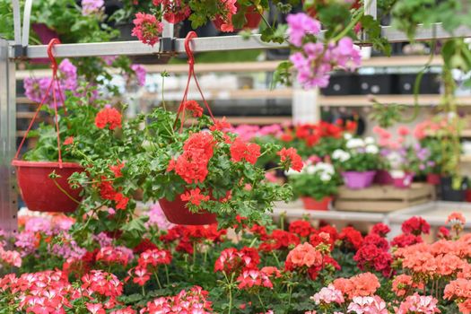 Red geraniums hanging in the pots at a flower shop