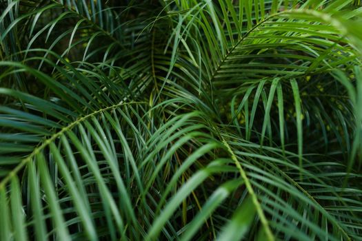 Tropical deep green foliage background photo. Concept of botany and leaves.