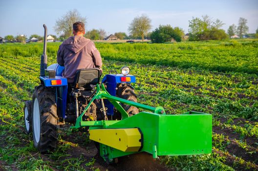 Farmer digs out a crop of potatoes with a tractor. Harvest first potatoes in early spring. Farming and farmland. Agro industry and agribusiness. Harvesting mechanization in developing countries