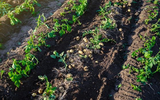 Fresh potatoes on ground. Freshly dug organic potato vegetables lie on moist, loose ground with tops. Bountiful harvest. Growing food on the farm field. Gardening and farming. Agricultural production.