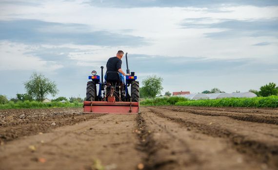 A farmer drives a tractor and cultivates an agricultural field. Milling soil, crushing before cutting rows. Farming, agriculture. Loosening surface, land cultivation. Plowing field.