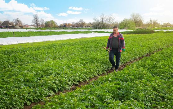 A farmer walks through a potato plantation field after removing spunbond agrofibre. Opening of young potatoes plants as it warms. Greenhouse effect for care and protection. Hardening of plants