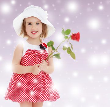 Happy little girl in very short red polka dot dress and white summer beach Panama , holds a red rose flower.Close-up.On new year purple background with white snowflakes.