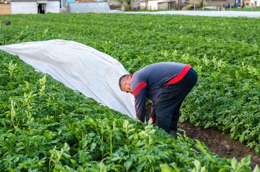 A farmer removes white spunbond agrofibre from a potato plantation. Hardening of plants. Agroindustry, farming. Use of protective coating materials in agriculture. Growing crops in a cold season.