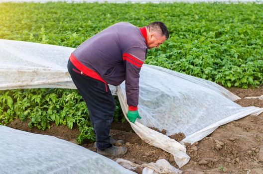 A farmer removes protective agricultural cover from a potato plantation. Opening of young potato bushes. Hardening of plants in late spring. Agroindustry, farming. Greenhouse effect