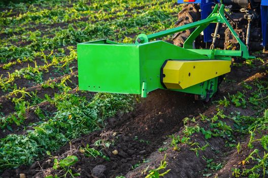 The process of digging up a crop of potatoes. Harvest first potatoes in early spring. Farming and farmland. Agro industry and agribusiness. Harvesting mechanization in developing countries.