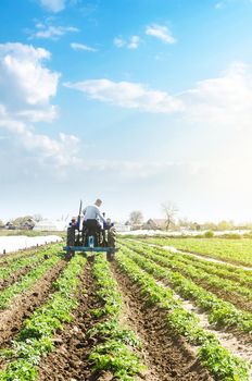 A farmer drives a tractor across potato plantation field. Processing and cultivation of soil. Improving quality of ground to allow water and air to pass through to roots. Farming agricultural industry