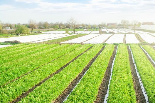 Farm potato plantation fields on a sunny day. Growing vegetables food. Agriculture agribusiness. Use spunbond agrofibre technology to protect crop from cold weather. Agricultural sector of the economy