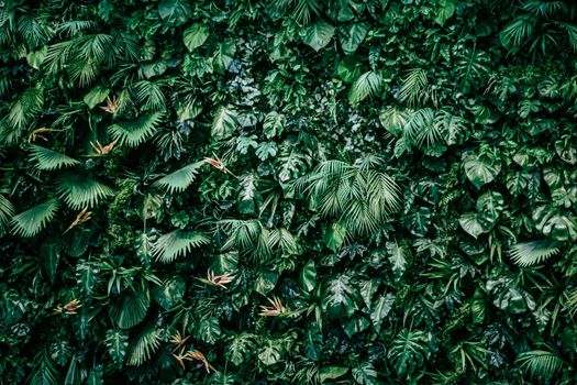 Tropical leaves as nature and environmental background, botanical garden and floral backdrop, plant growth and landscape design.