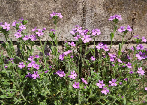 Small purple flowers grow near the wall of the house. Concrete background