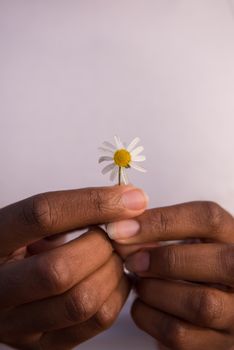 portrait of a young beautiful African American girl with a flower of daisy in her hand