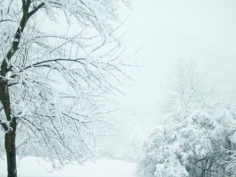 winter trees on snow