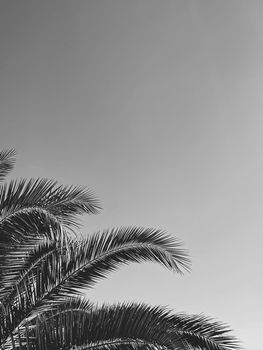 Summer holiday and tropical nature concept. Palm tree in summertime as vintage black and white, monochrome background.