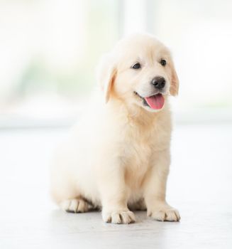 Lovely golden retriever puppy indoors