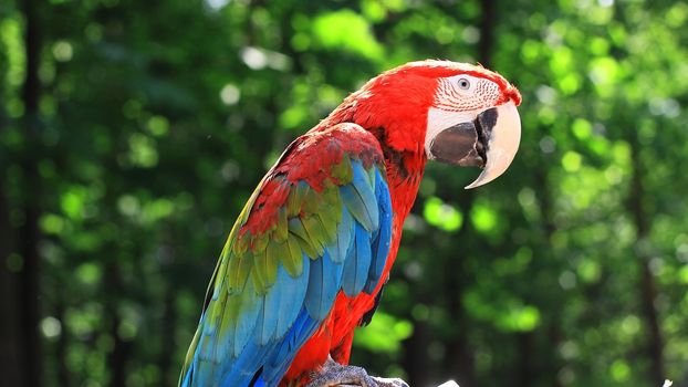 close up. funny parrot macaw on blurred background.