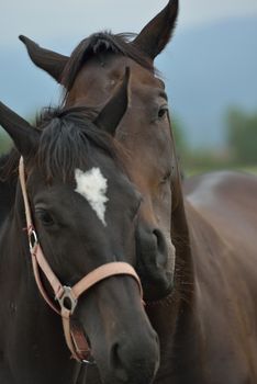 horse farm animal  group in the field