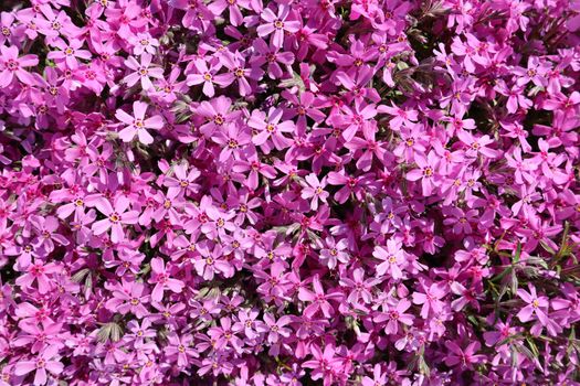 Background of pink flowers (Phlox) in spring