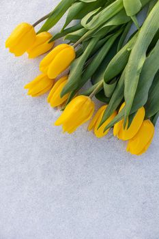 Yellow tulips with green leaves on a white natural snow background. Spring holiday concept