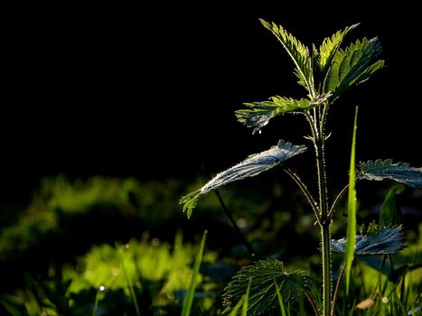 fresh flower and grass background with dew  water drops 