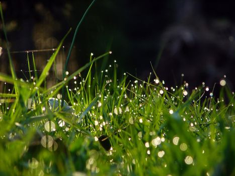 fresh flower and grass background with dew  water drops 