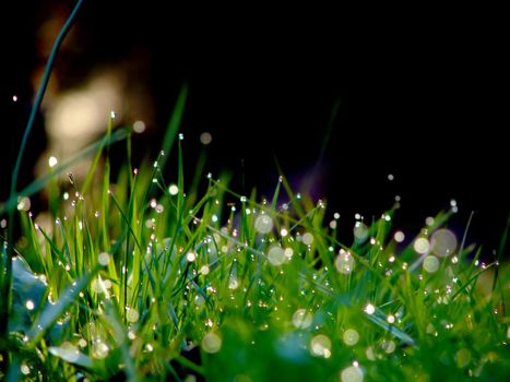 fresh flower and grass background with dew  water drops 