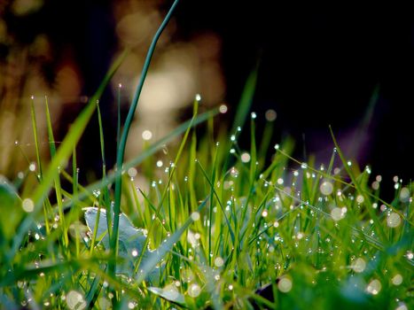 fresh flower and grass background with dew  water drops 