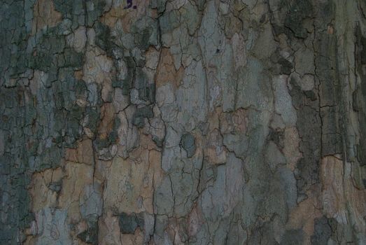 tree bark closeup  (NIKON D80; 10.6.2007; 1/125 at f/5.6; ISO 800; white balance: Auto; focal length: 116 mm)