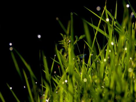 fresh flower and grass background with dew  water drops 