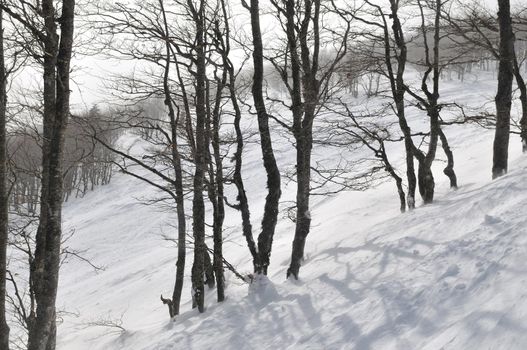 beautiful winter season landscape with ice snow and hard winds