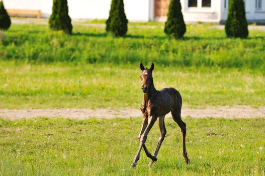 beautiful animal horse outdoor run and have fun