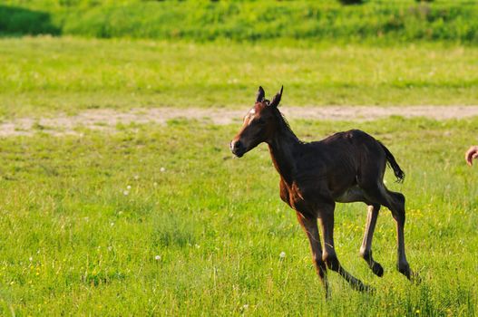 beautiful animal horse outdoor run and have fun