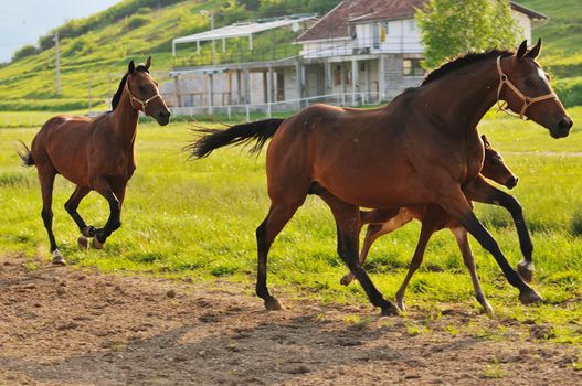 beautiful horse in nature run and have family relatinship