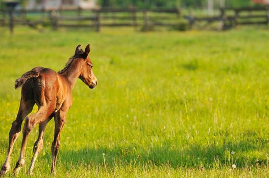 beautiful horse in nature run and have family relatinship