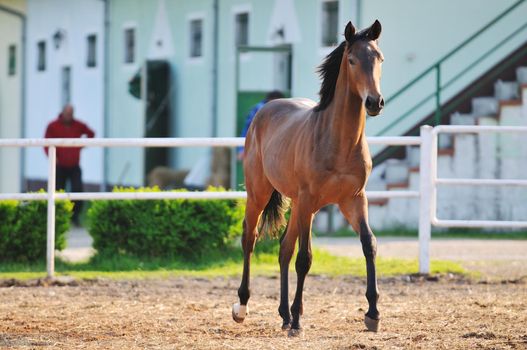 beautiful animal horse outdoor run and have fun