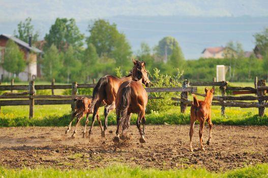 beautiful horse in nature run and have family relatinship