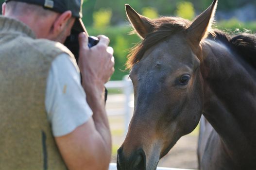 man taking photographs of the horse farm animal