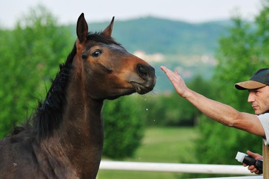 man taking photographs of the horse farm animal