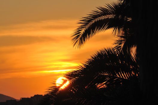 palm branches background at tropical sea on summer vacation