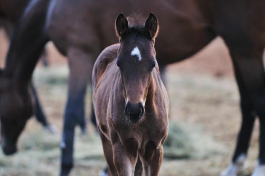 beautiful animal horse outdoor run and have fun