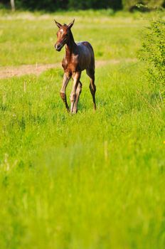 beautiful animal horse outdoor run and have fun